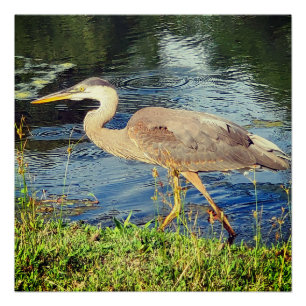 Blue heron poster