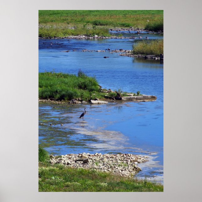 Blue Heron Poster (Front)