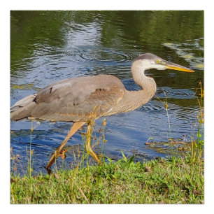 Blue heron poster