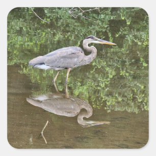 Blue heron square sticker