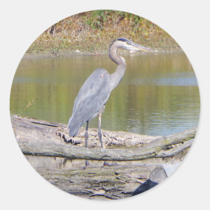 Blue Heron sticker