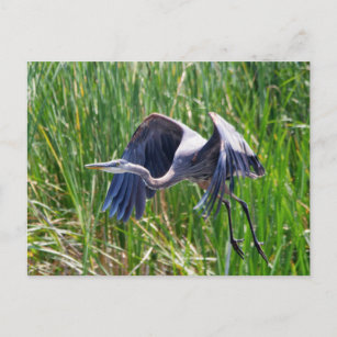 Blue Heron taking off Postcard