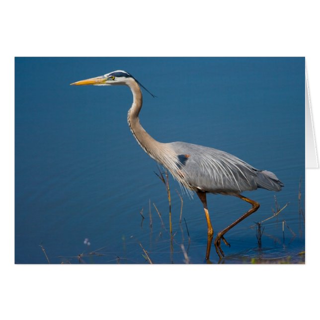 Blue Heron Wading Card (Front Horizontal)