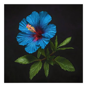 Blue Hibiscus Flower On Black, Photo Print