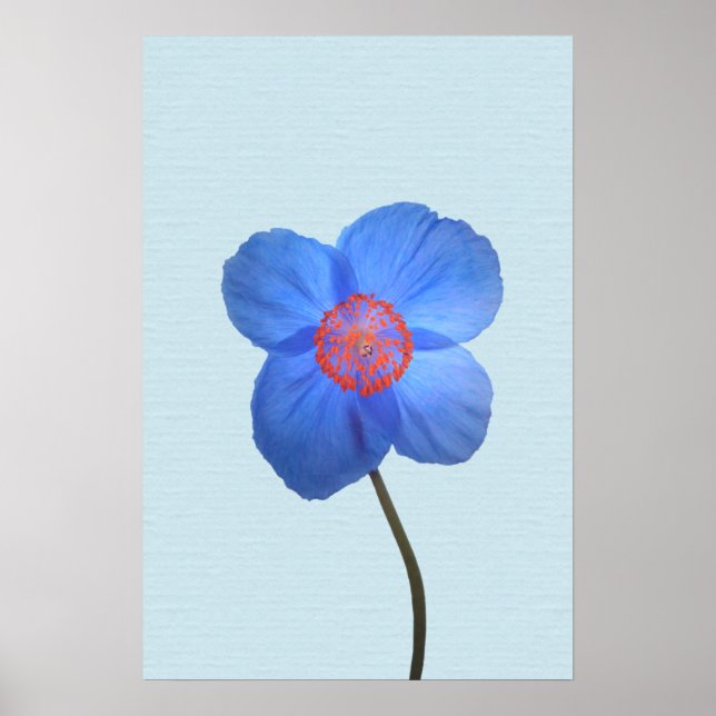 Blue Himalayan Poppy Flower Poster Print (Front)