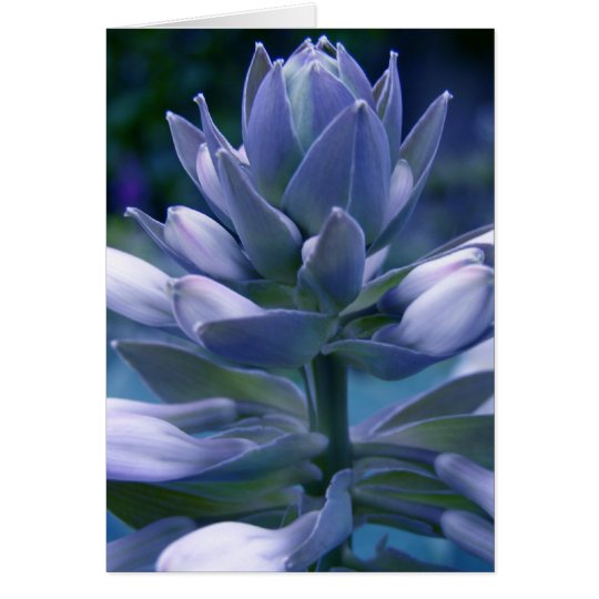 Blue Hosta "photographic" everyday card
