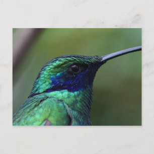 Blue Humming Bird Postcard
