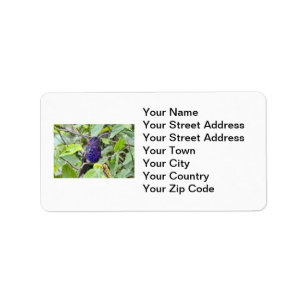 Blue Hummingbird Photo Label