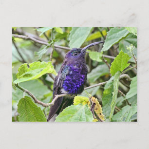 Blue Hummingbird Photo Postcard