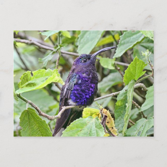 Blue Hummingbird Photo Postcard (Front)