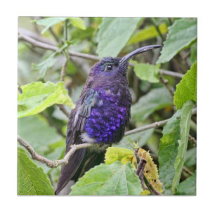 Blue Hummingbird Photo Tile