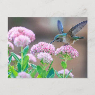 Blue Hummingbird Postcard