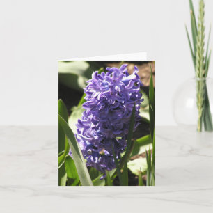 blue Hyacinth card