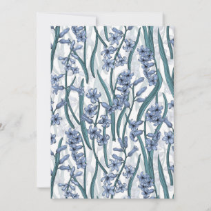 Blue Hyacinth flowers on white