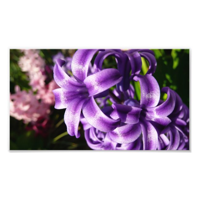 Blue Hyacinth I Spring Floral Photo Print (Front)