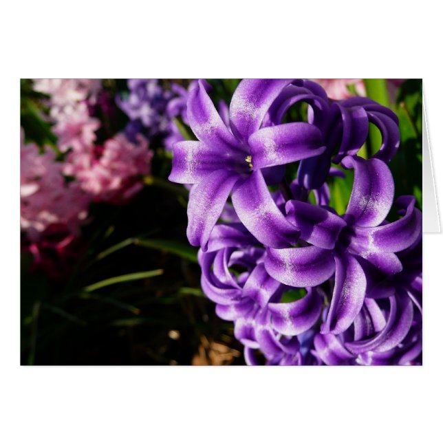Blue Hyacinth II Spring Floral (Front Horizontal)
