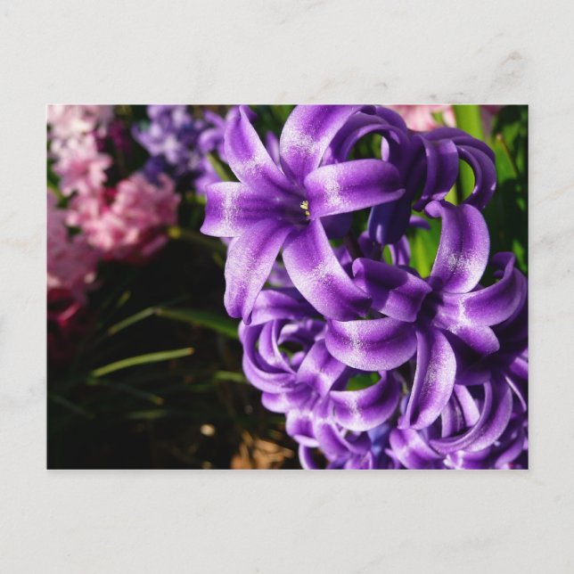 Blue Hyacinth II Spring Floral Postcard (Front)