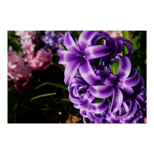 Blue Hyacinth II Spring Floral Poster (Front)