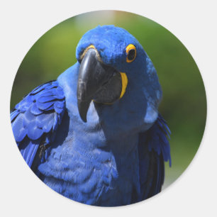 Blue Hyacinth Macaw    Classic Round Sticker