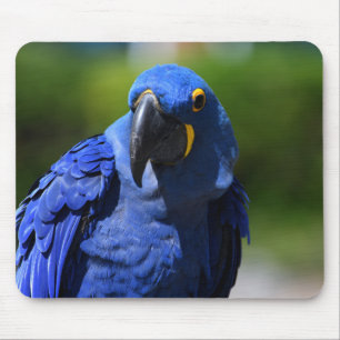Blue Hyacinth Macaw Mouse Mat