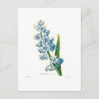 Blue Hyacinth Postcard