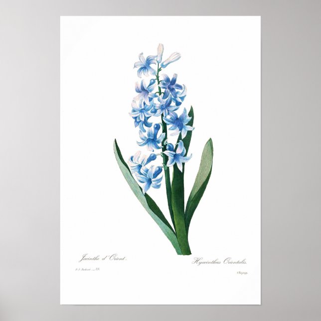 Blue Hyacinth Poster (Front)