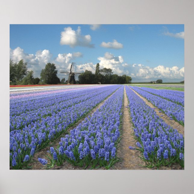 Blue Hyacinths in a Field Holland Poster (Front)