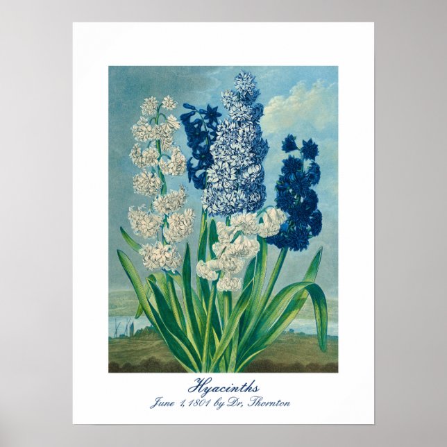 Blue Hyacinths Vintage Botanical Art  Poster (Front)