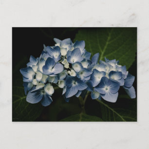 Blue Hydrangea 8514 Postcard