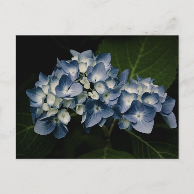 Blue Hydrangea 8514 Postcard (Front)