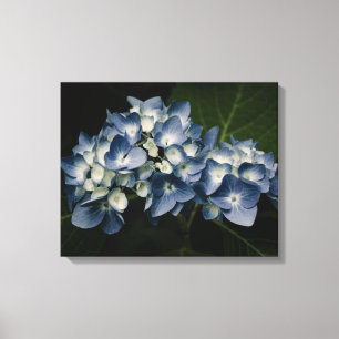 Blue Hydrangea 8514 Wrapped Canvas