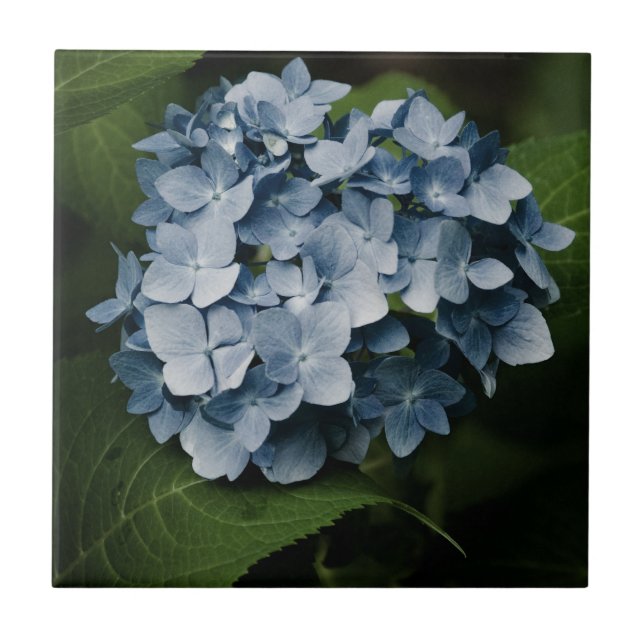 Blue Hydrangea 8515 Tile (Front)