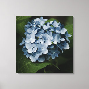 Blue Hydrangea 8515 Wrapped Canvas