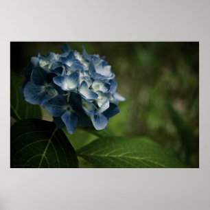 Blue Hydrangea 8519 Print