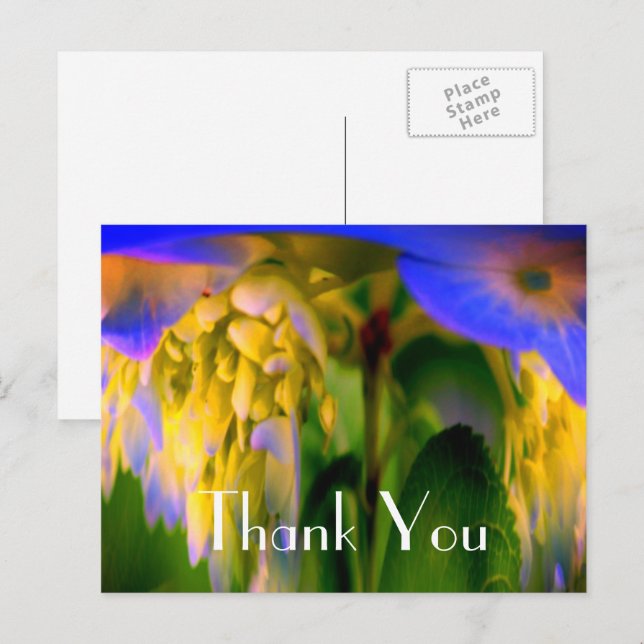 Blue Hydrangea Abstract Floral Thank You Postcard (Front/Back)