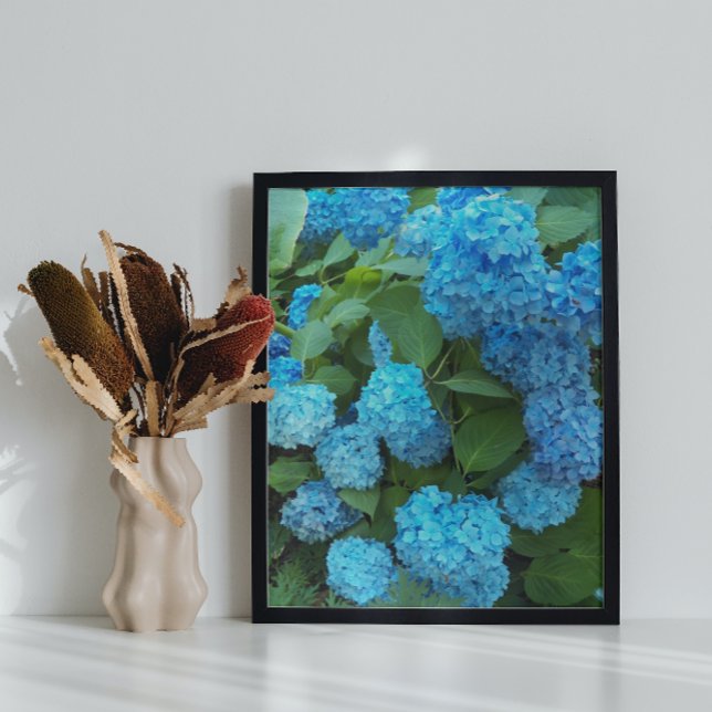 Blue Hydrangea Blooms Floral Poster (In Situ)