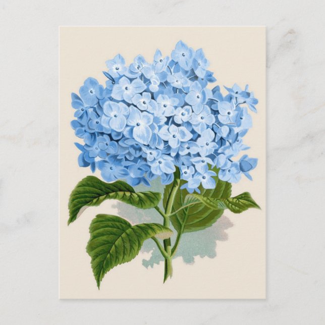 Blue Hydrangea Botanical Print Postcard (Front)