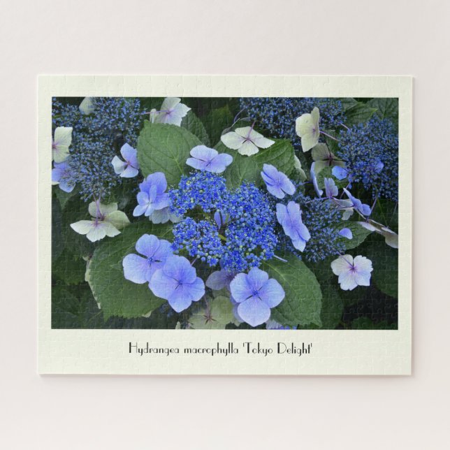 Blue Hydrangea Collectable Flower  Jigsaw Puzzle (Horizontal)