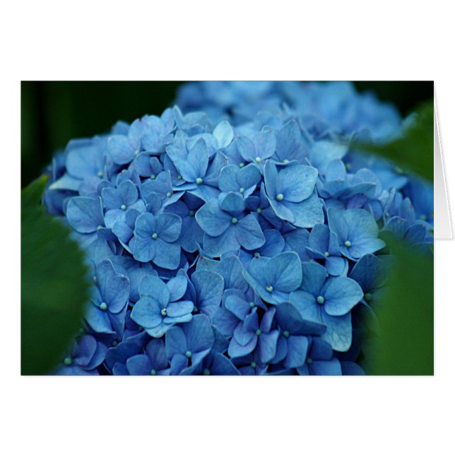 Blue hydrangea flower (Front Horizontal)
