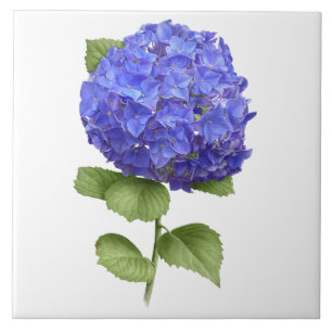 Blue Hydrangea Flower Botanical Art  Tile
