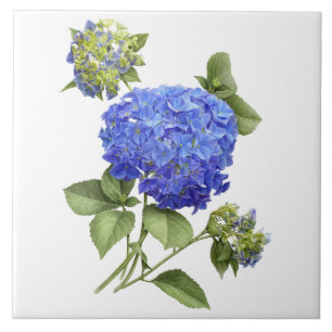 Blue Hydrangea Flower Botanical Art  Tile