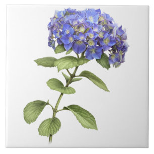 Blue Hydrangea Flower Botanical Art  Tile
