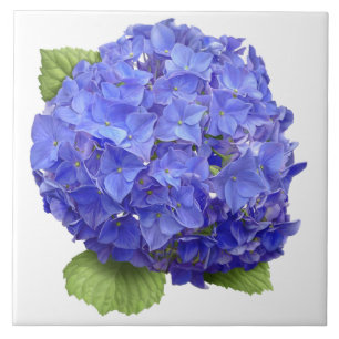 Blue Hydrangea Flower Botanical Art  Tile