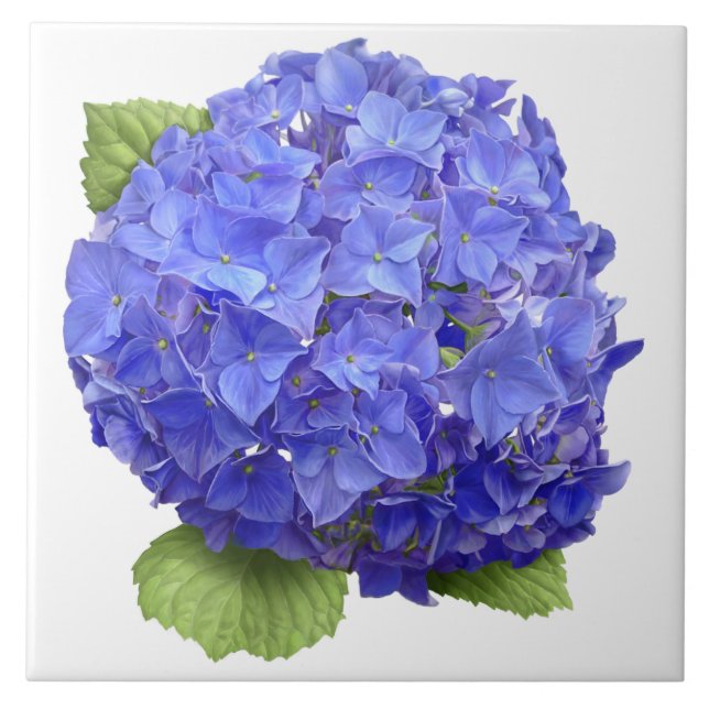 Blue Hydrangea Flower Botanical Art  Tile (Front)