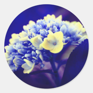 Blue Hydrangea Flower  Classic Round Sticker