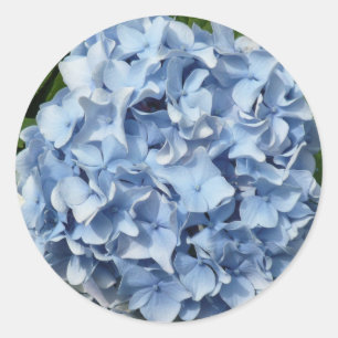 Blue Hydrangea Flower Classic Round Sticker