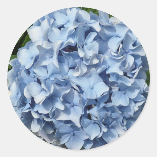 Blue Hydrangea Flower Classic Round Sticker (Front)