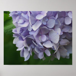 Blue Hydrangea Flower Close Up Poster