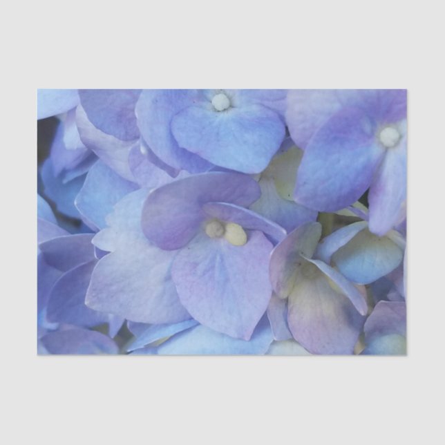 blue hydrangea flower closeup tissue paper (Front)