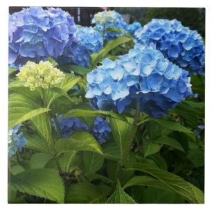 Blue Hydrangea Flower Decorative Ceramic Tile
